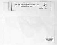 Chaetophoma quercifolia image